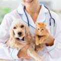 Consultas Veterinárias