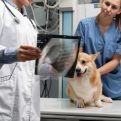 Exame Laboratorial e de Imagem 24h Veterinária